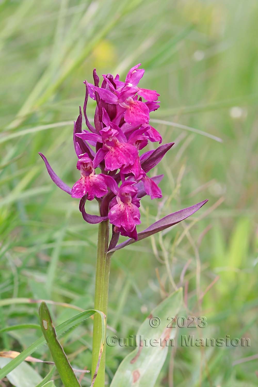 Dactylorhiza sambucina