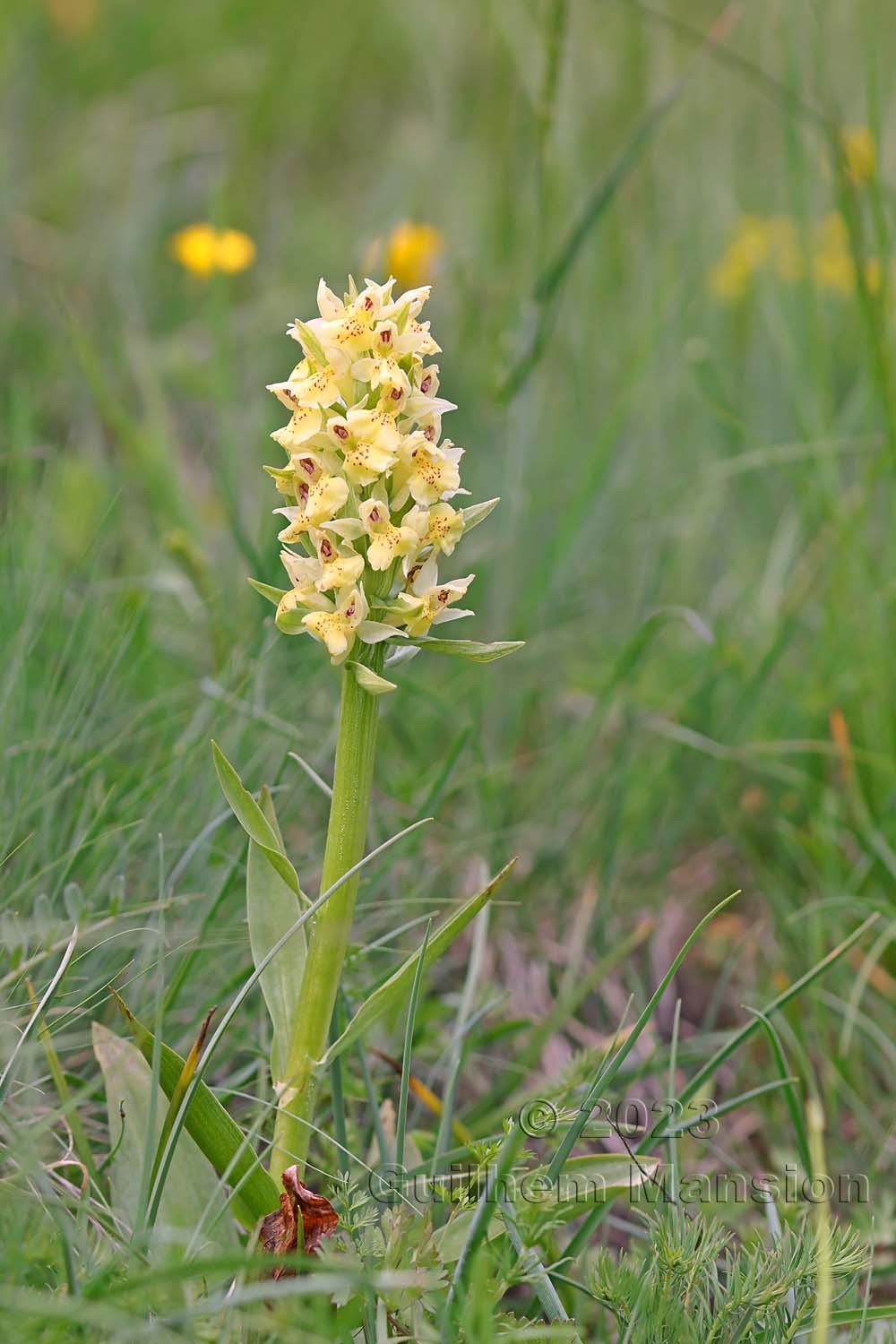 Dactylorhiza sambucina