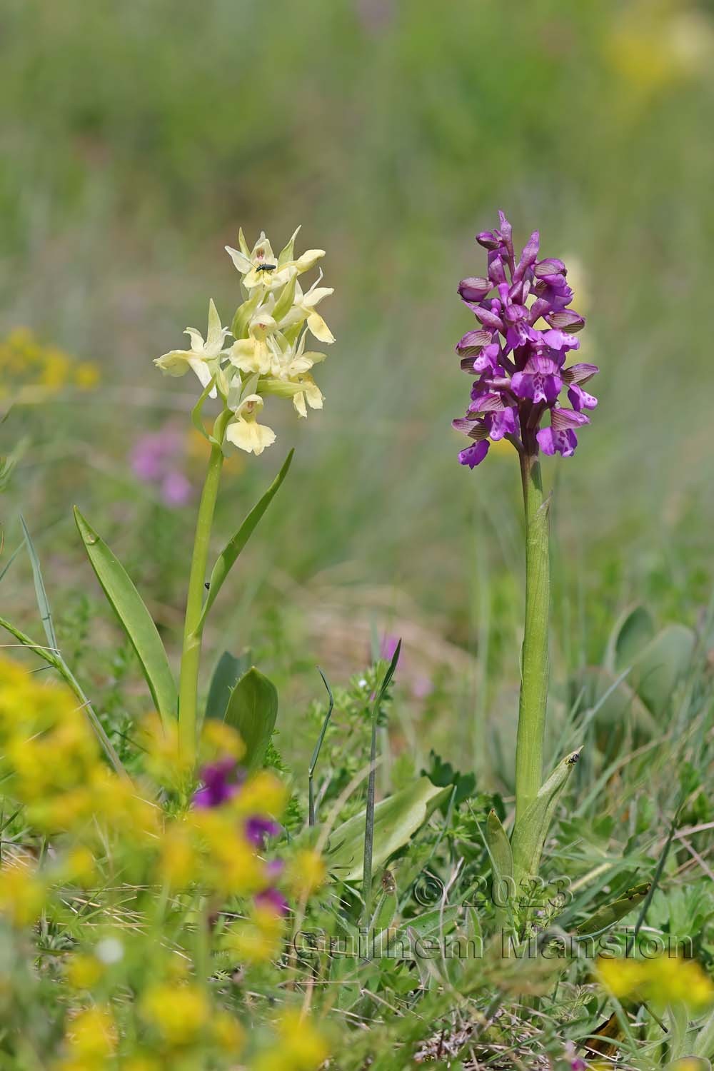 Dactylorhiza sambucina & Anacamptis morio