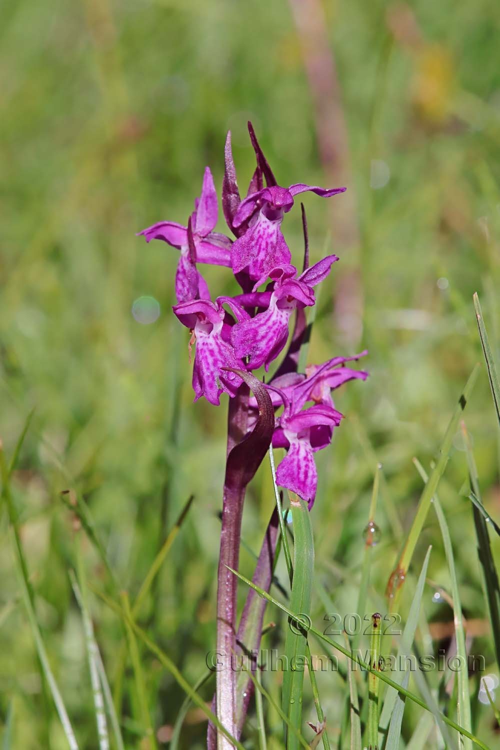 Dactylorhiza traunsteineri