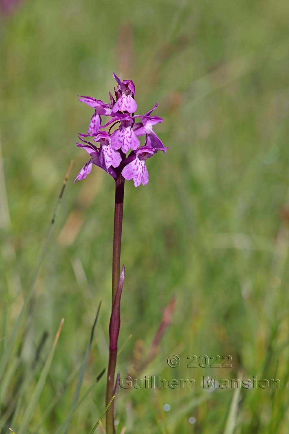 Dactylorhiza traunsteineri