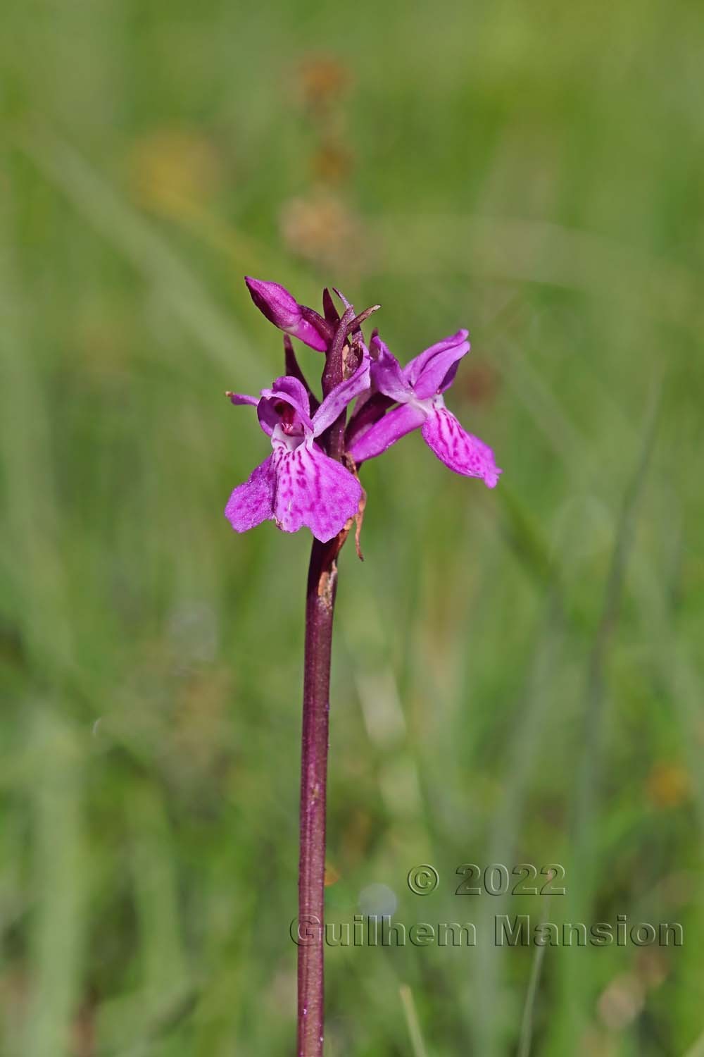 Dactylorhiza traunsteineri