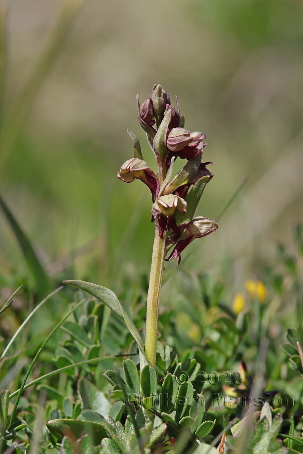 Dactylorhiza viridis [Coeloglossum viride]