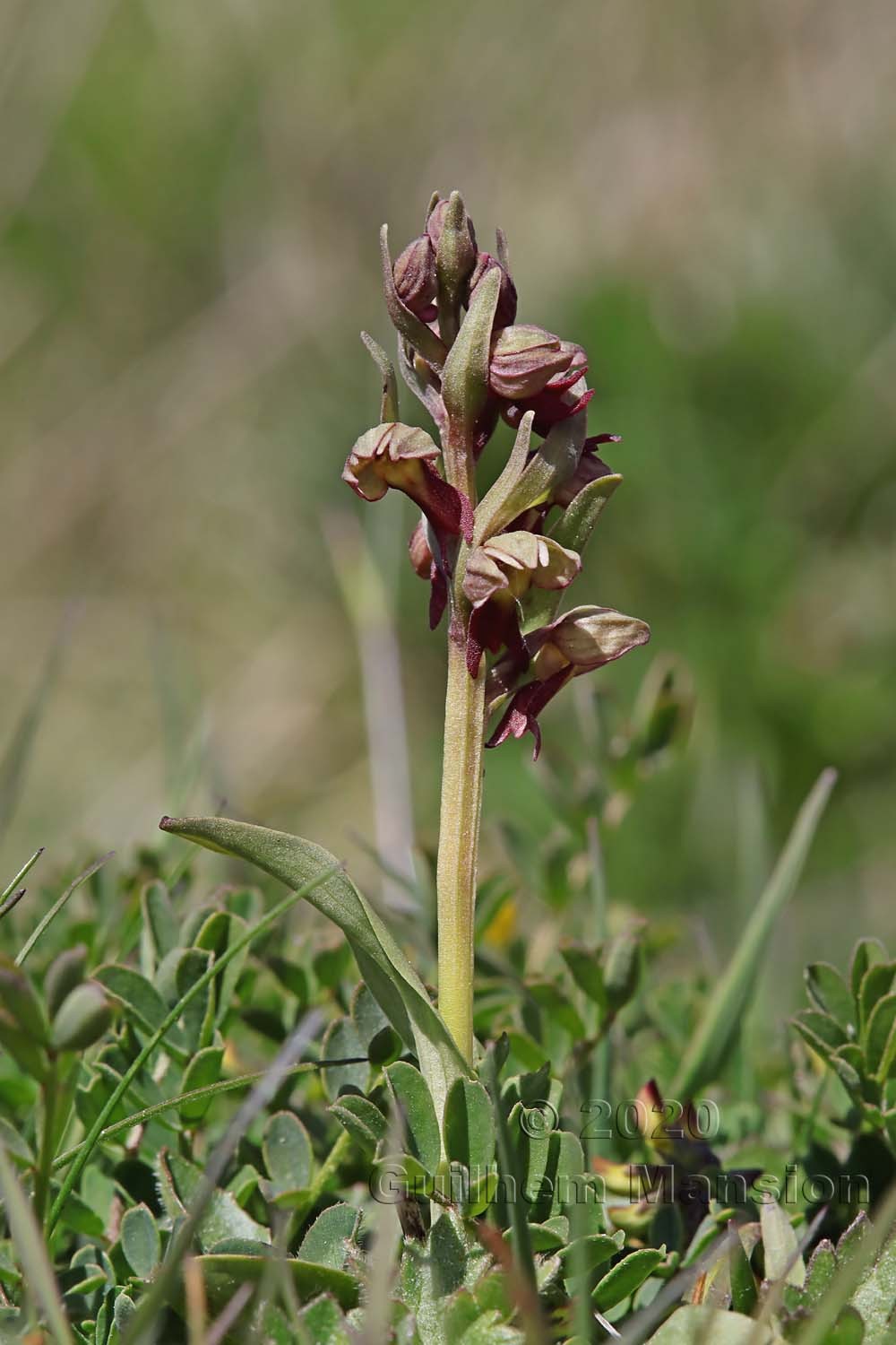 Dactylorhiza viridis [Coeloglossum viride]