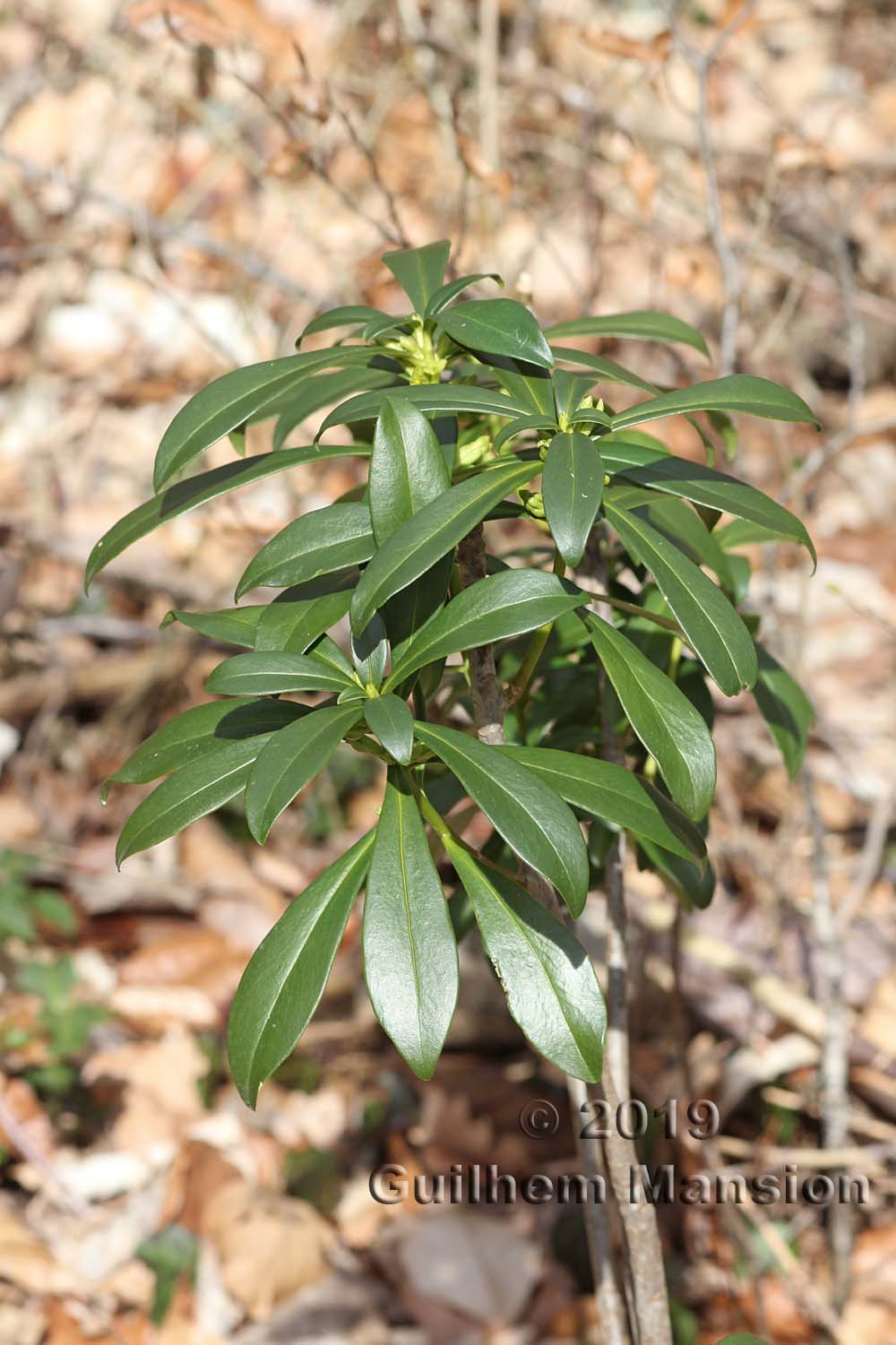 Daphne laureola