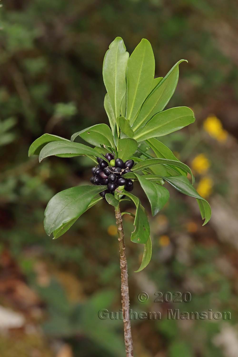 Daphne laureola