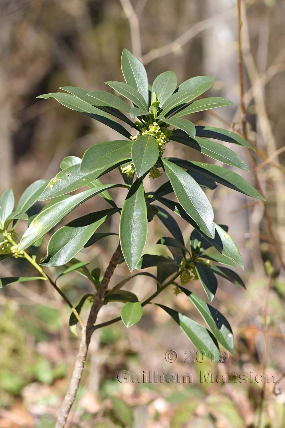 Daphne laureola