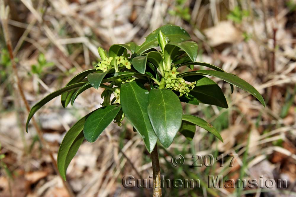 Daphne laureola