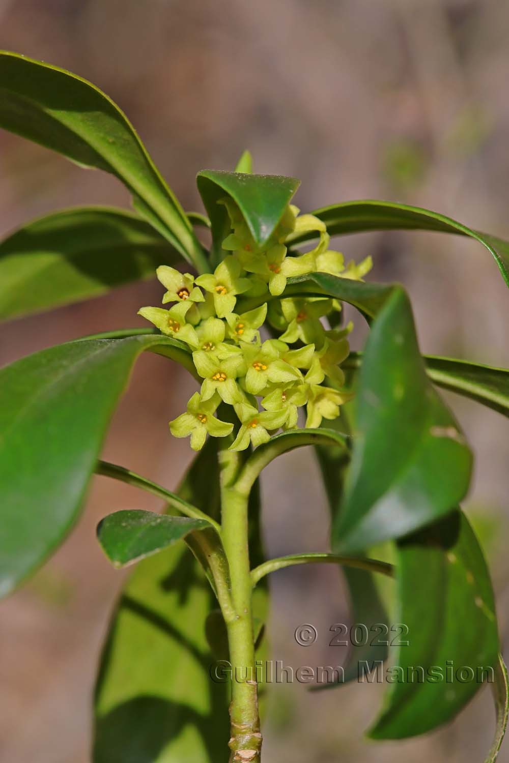 Daphne laureola