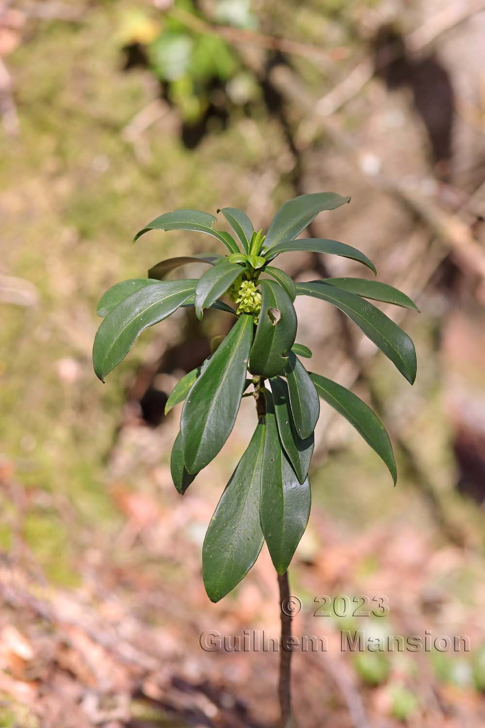 Daphne laureola