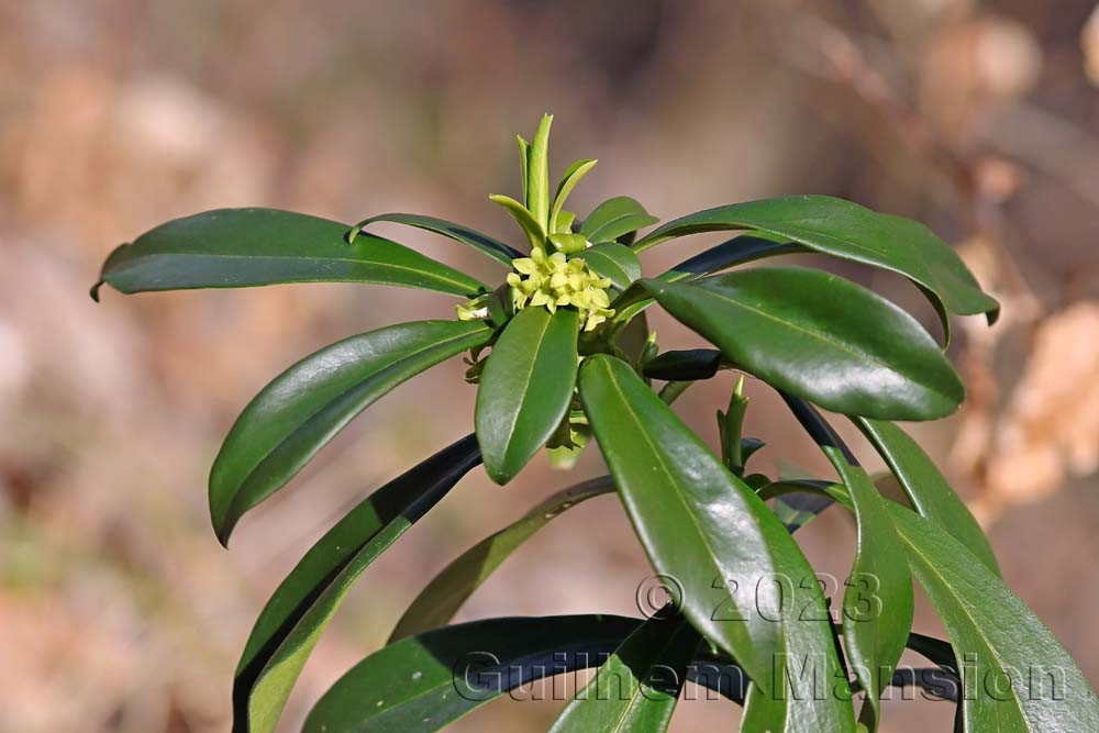 Daphne laureola