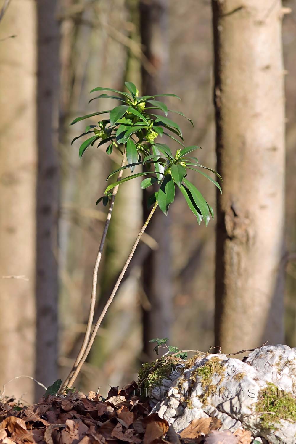 Daphne laureola