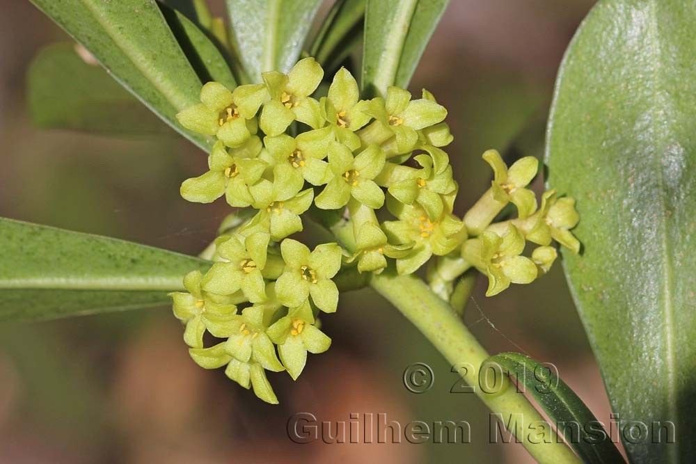 Famille -  Thymeleaceae