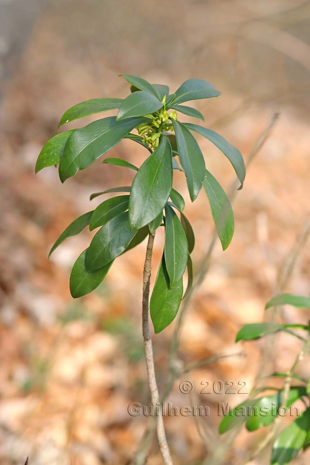 Daphne laureola