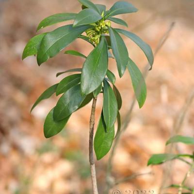 Daphne laureola