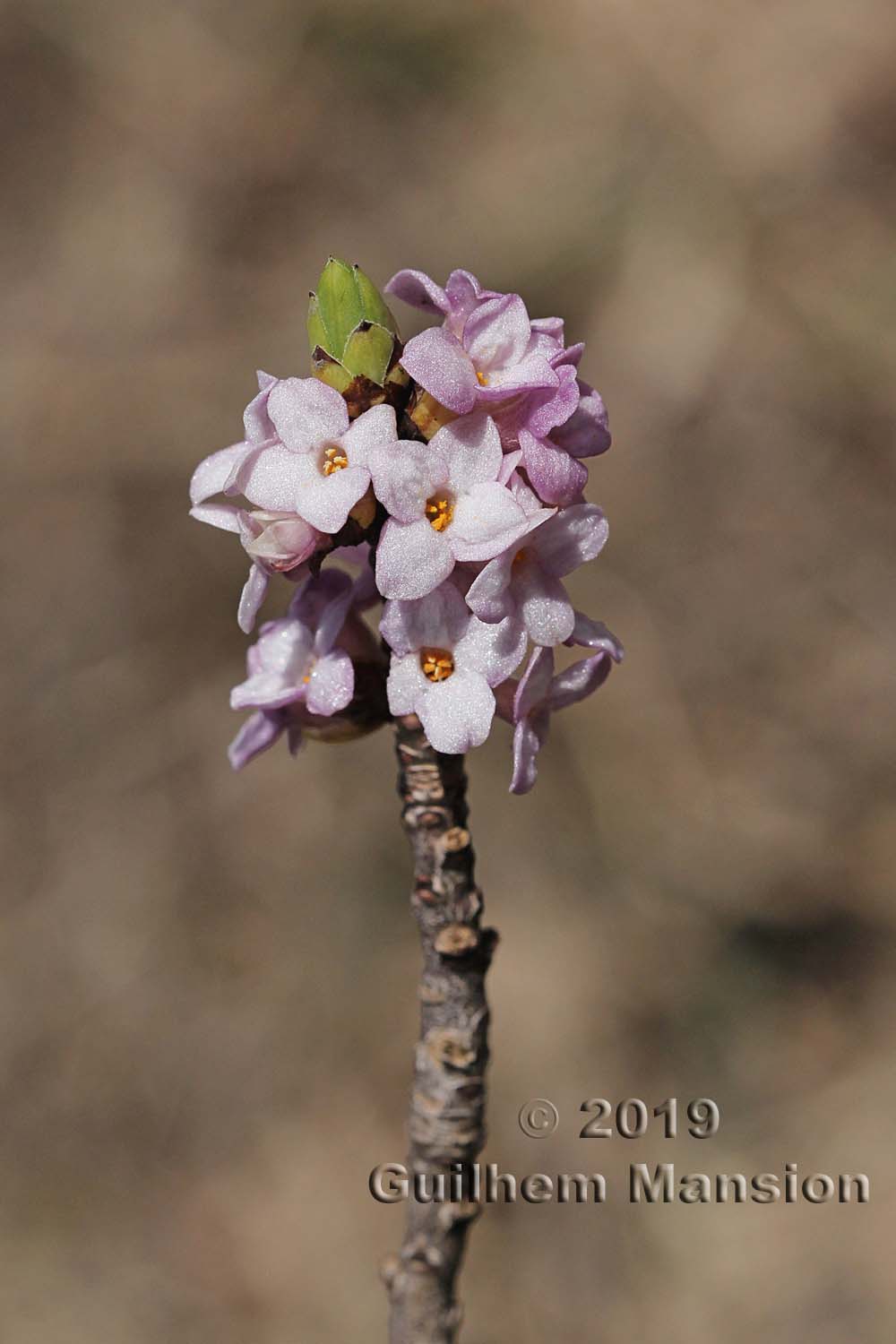 Daphne mezereum