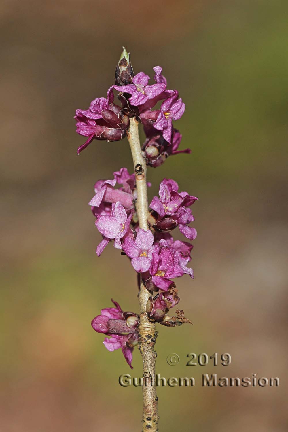 Daphne mezereum