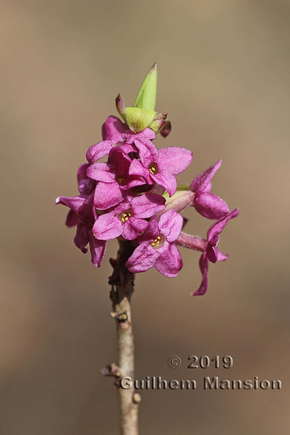 Daphne mezereum