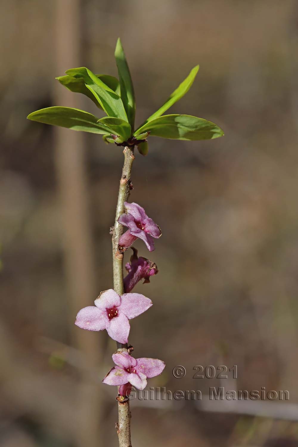 Daphne mezereum