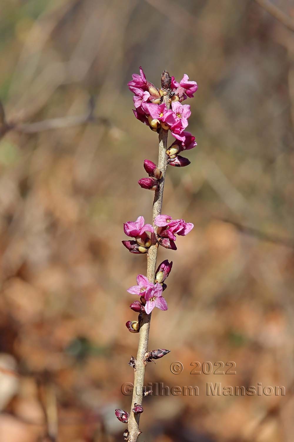 Daphne mezereum