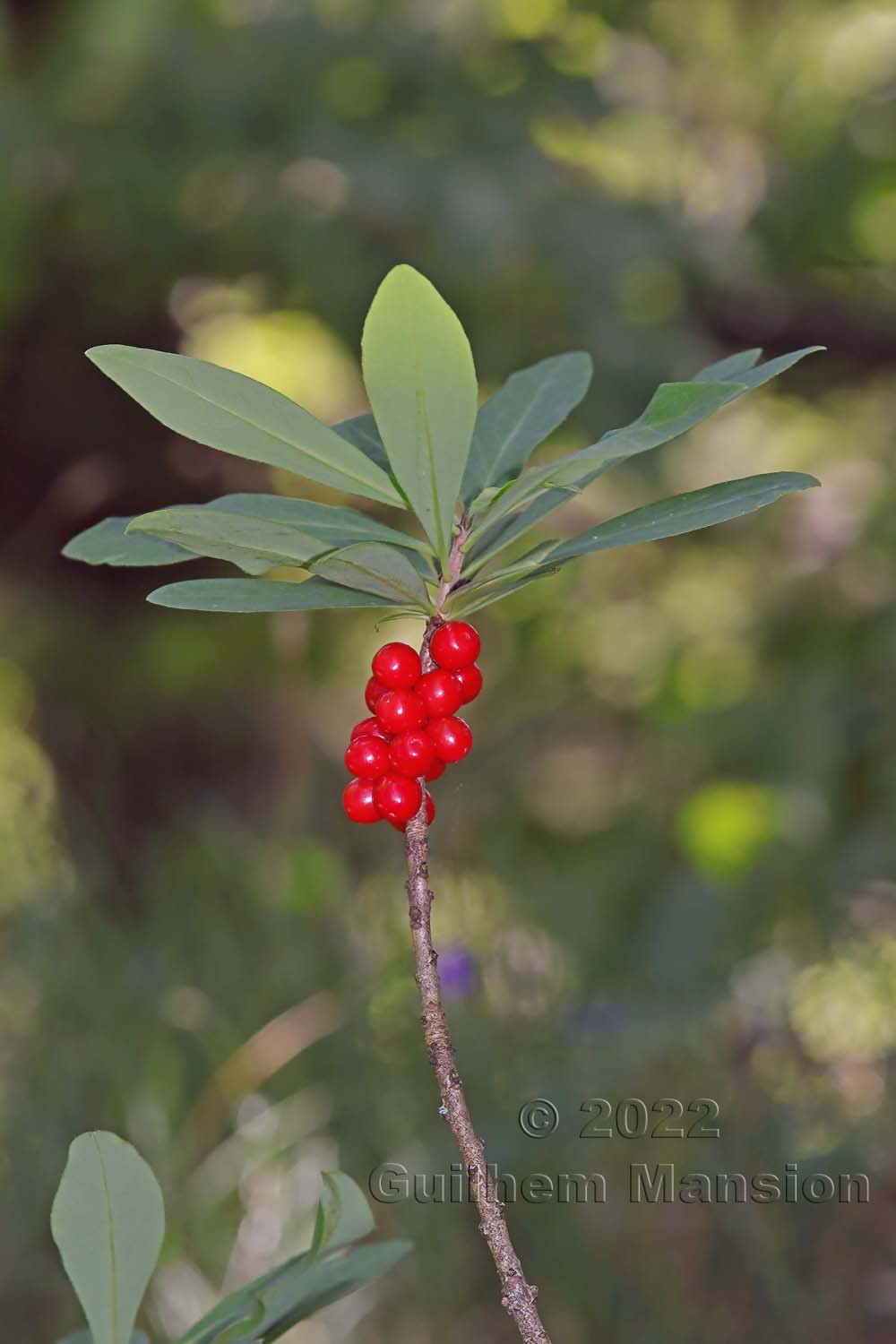 Daphne mezereum