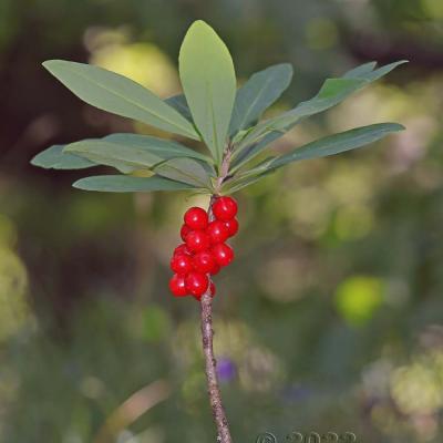 Daphne mezereum