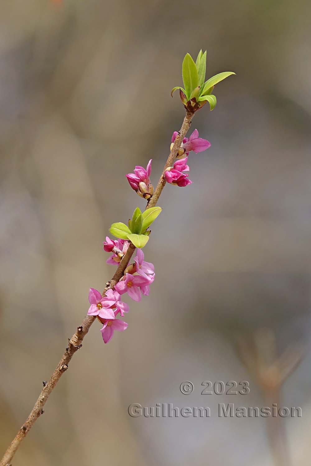 Daphne mezereum