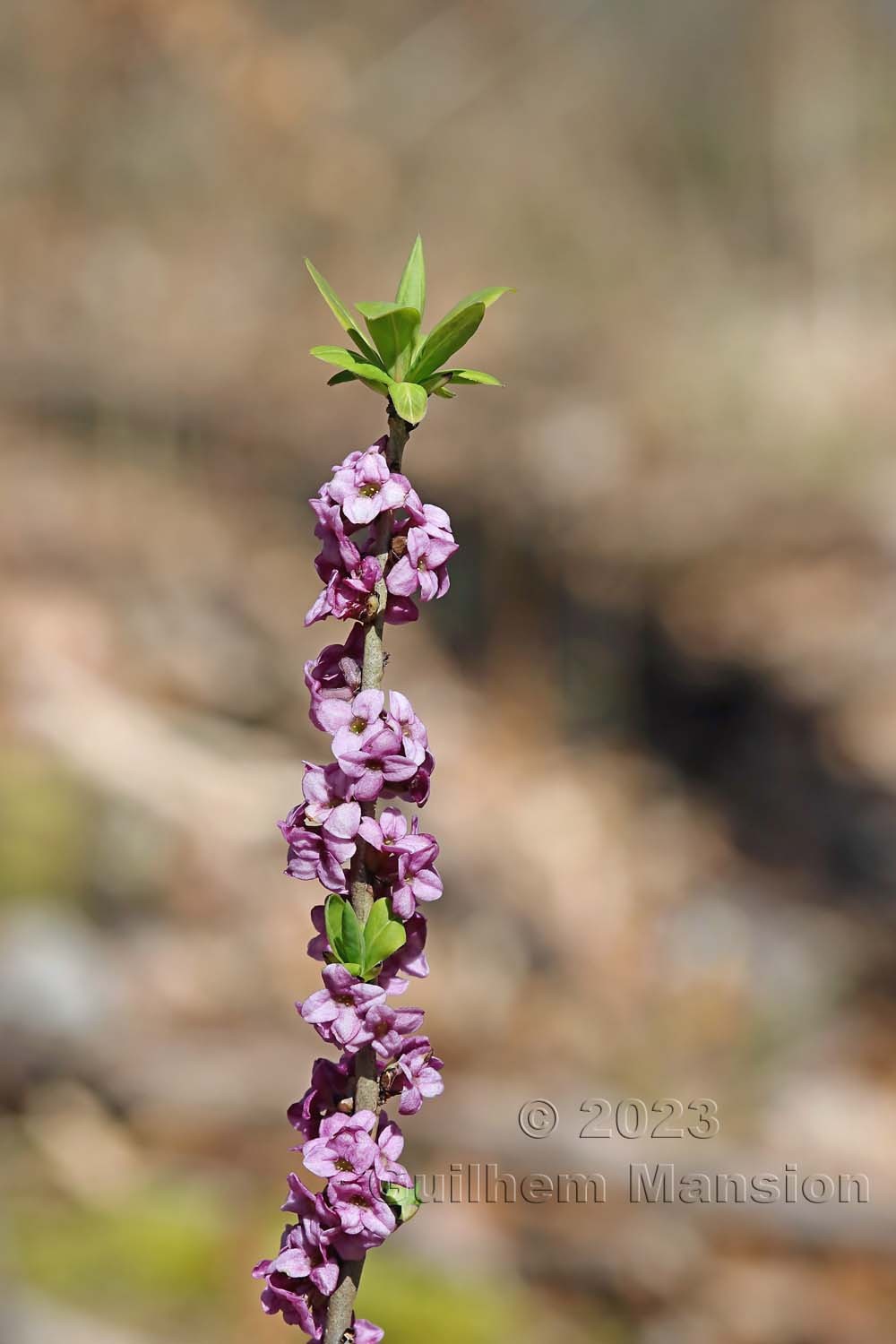 Daphne mezereum