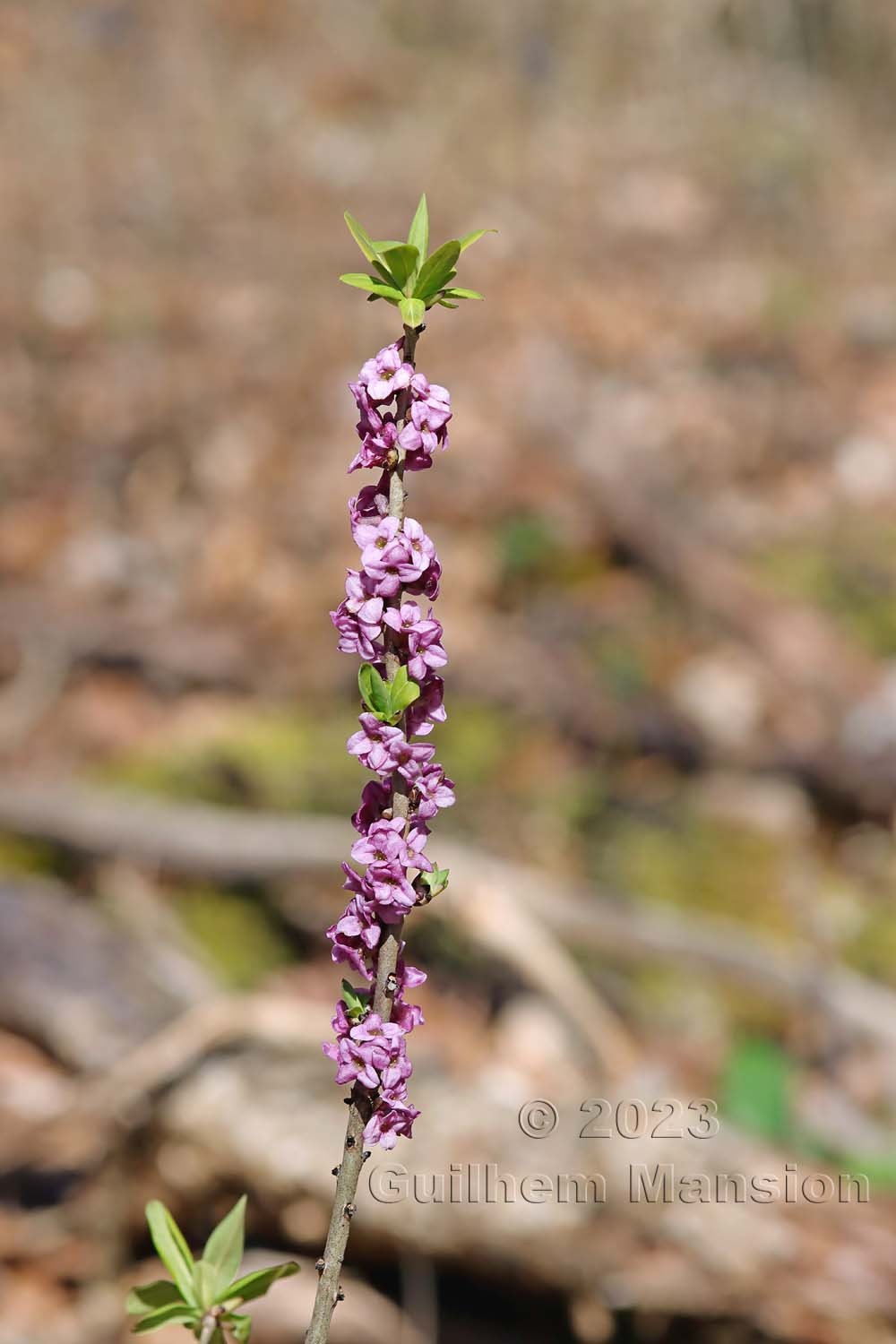 Daphne mezereum