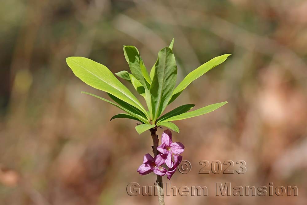 Daphne mezereum