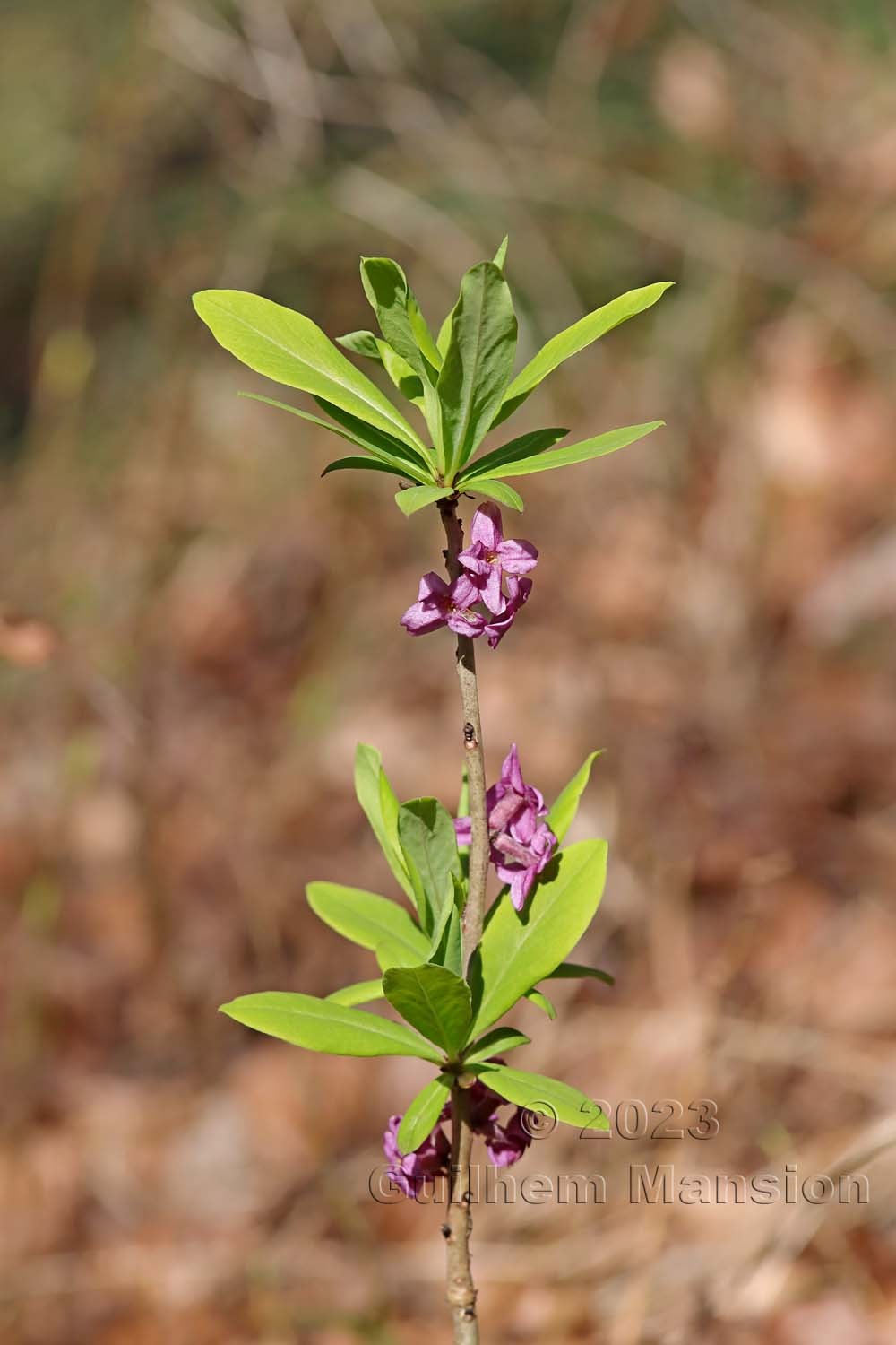 Daphne mezereum