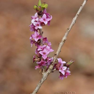Daphne mezereum
