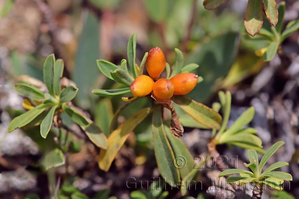 Daphne striata