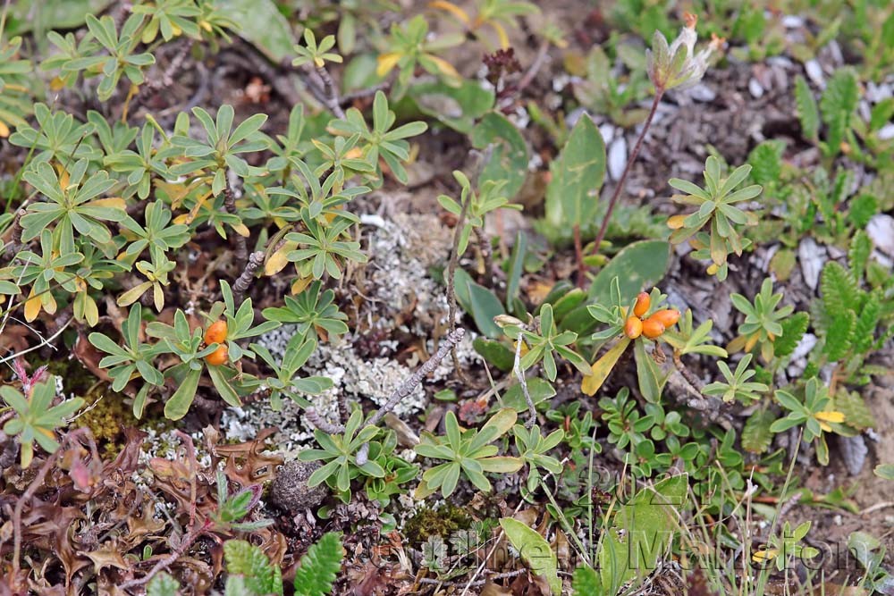 Daphne striata