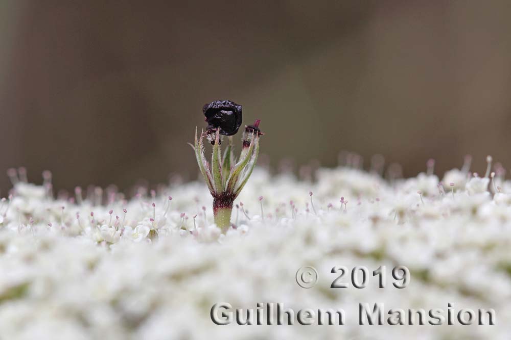 Daucus carota