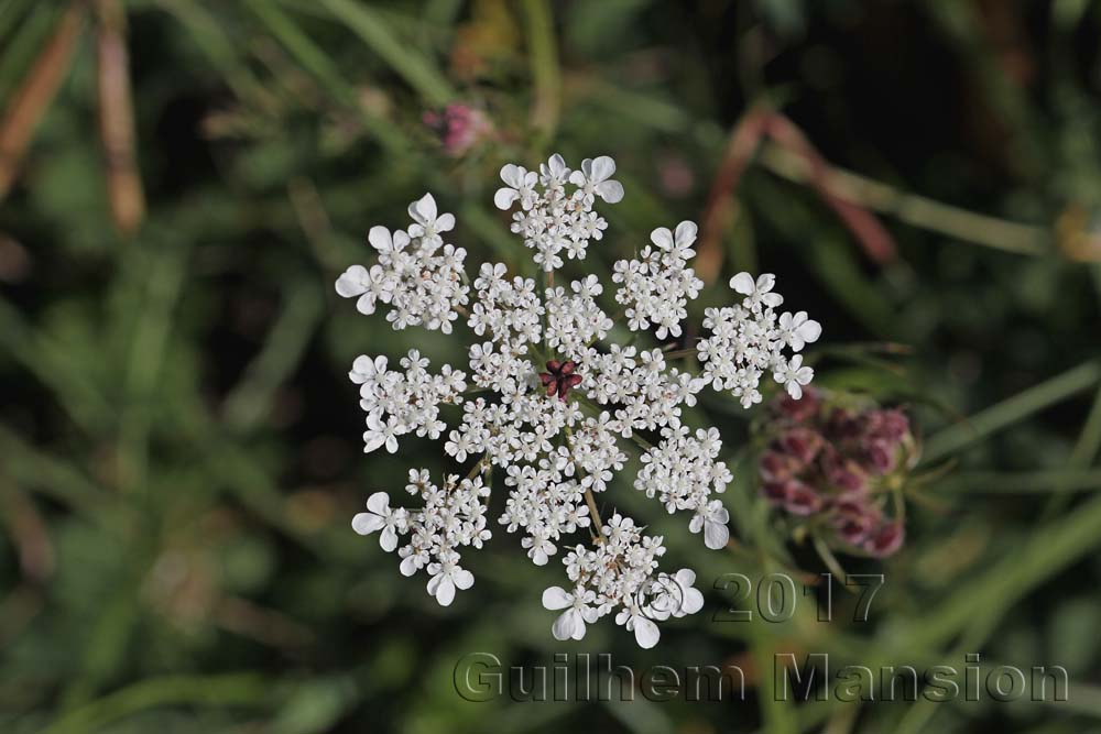 Daucus carota