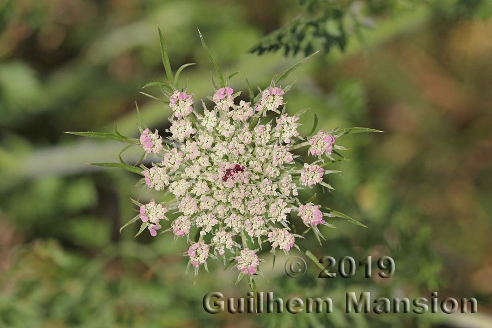 Daucus carota