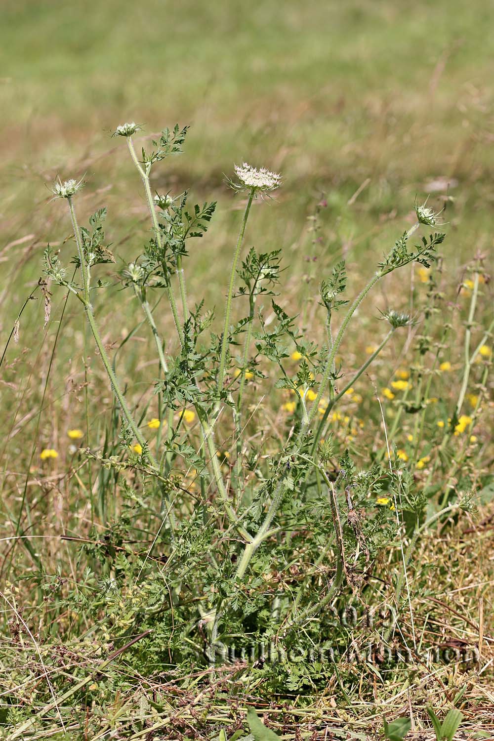 Daucus carota