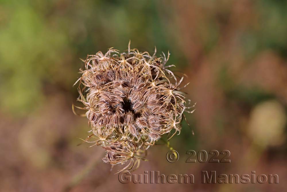 Daucus carota