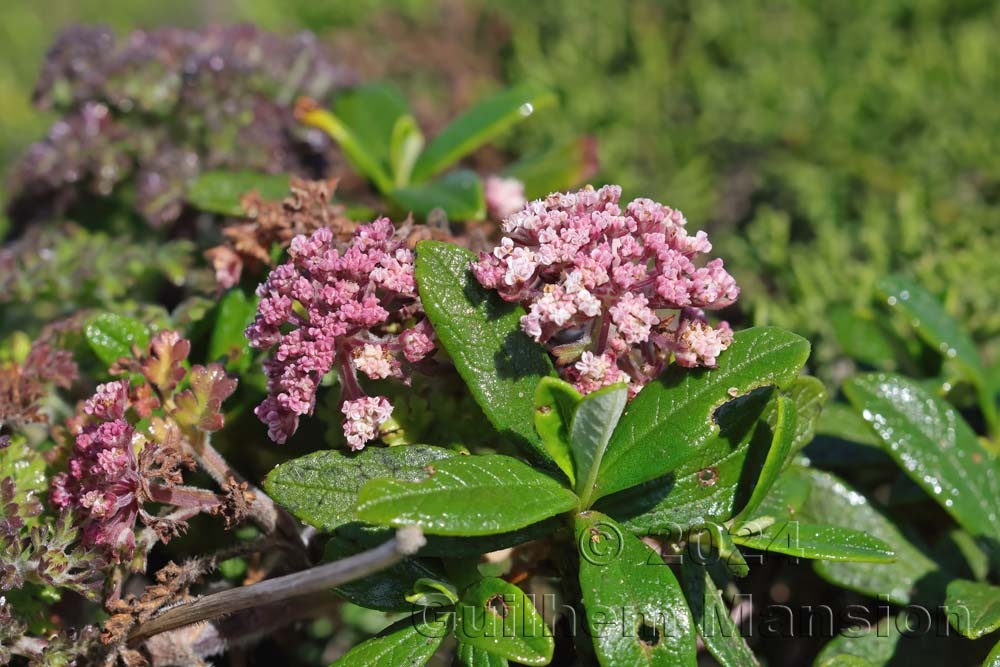 Daucus carota subsp. halophilus