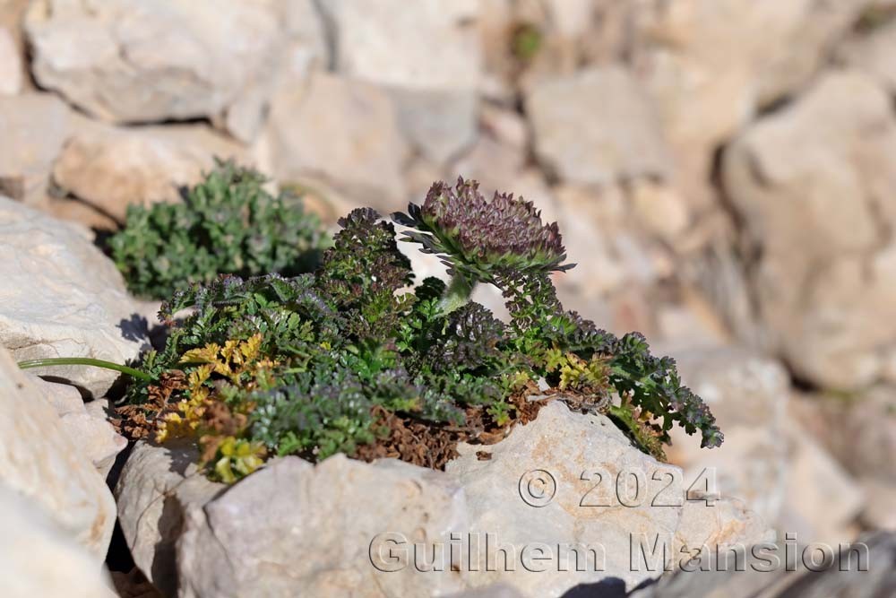Daucus carota subsp. halophilus
