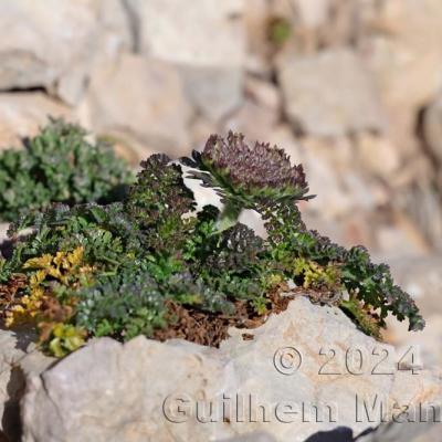 Daucus carota subsp. halophilus