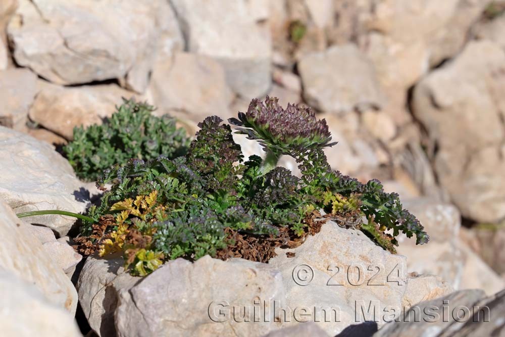 Daucus carota subsp. halophilus