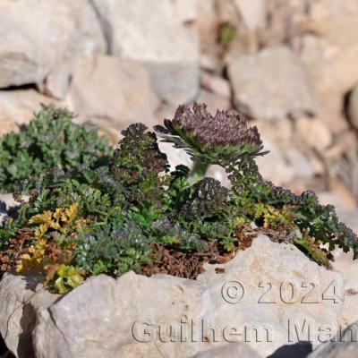 Daucus carota subsp. halophilus