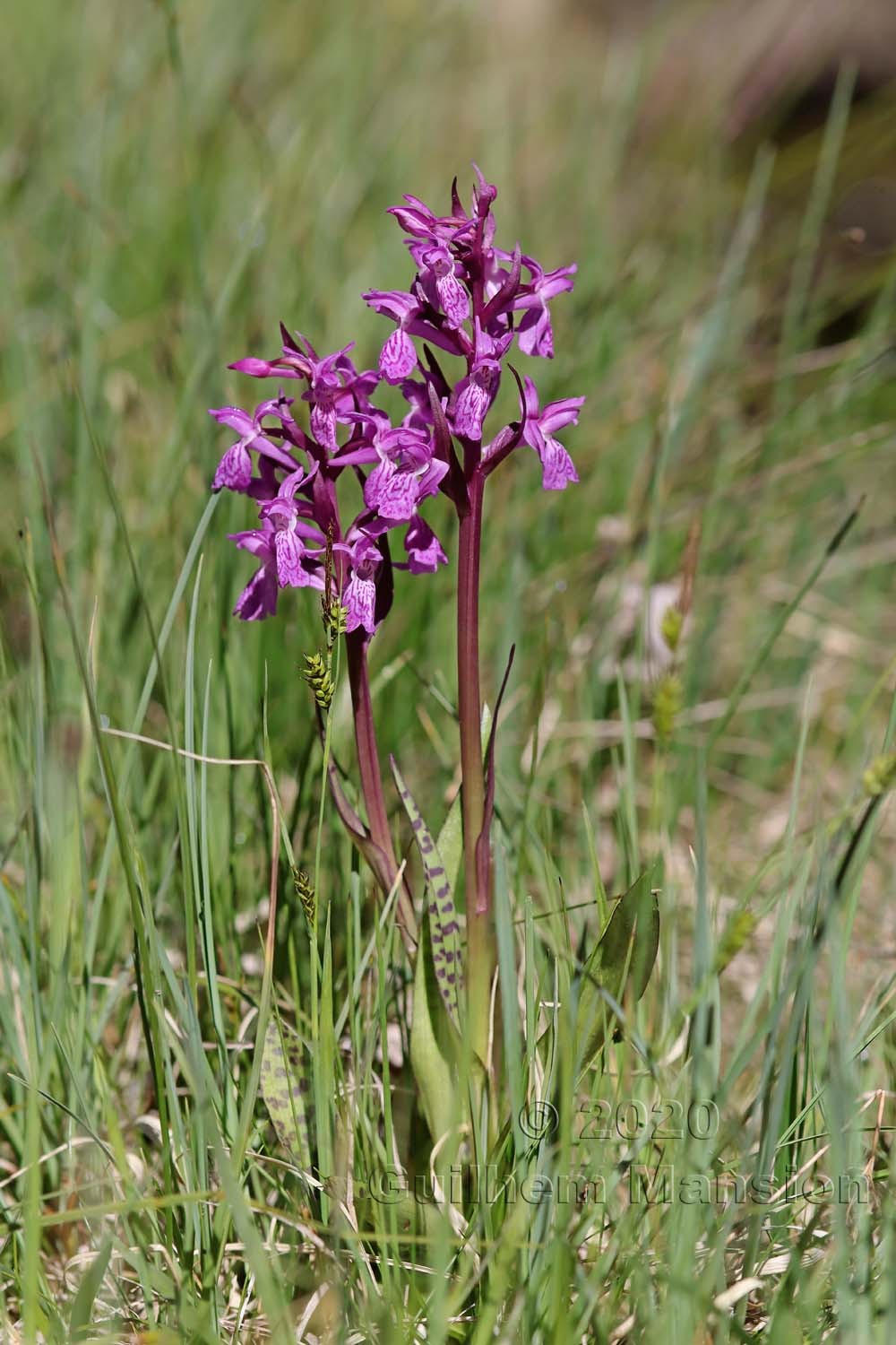 Daytylorhiza incarnata