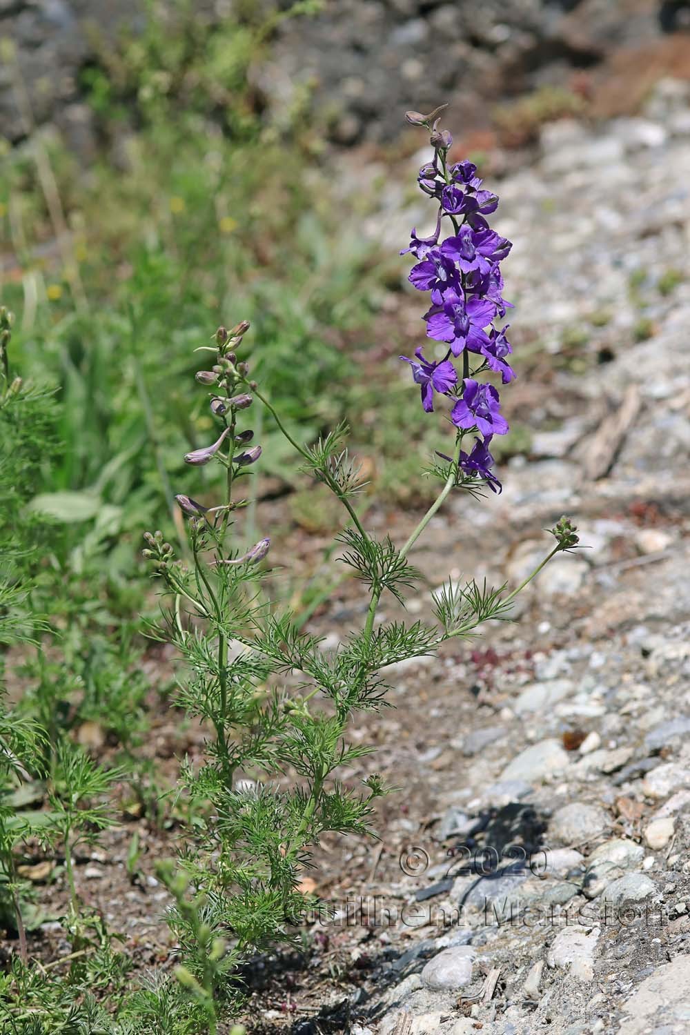 Delphinium ajacis