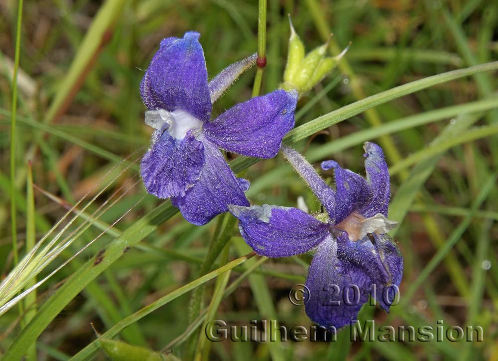 Delphinium patens