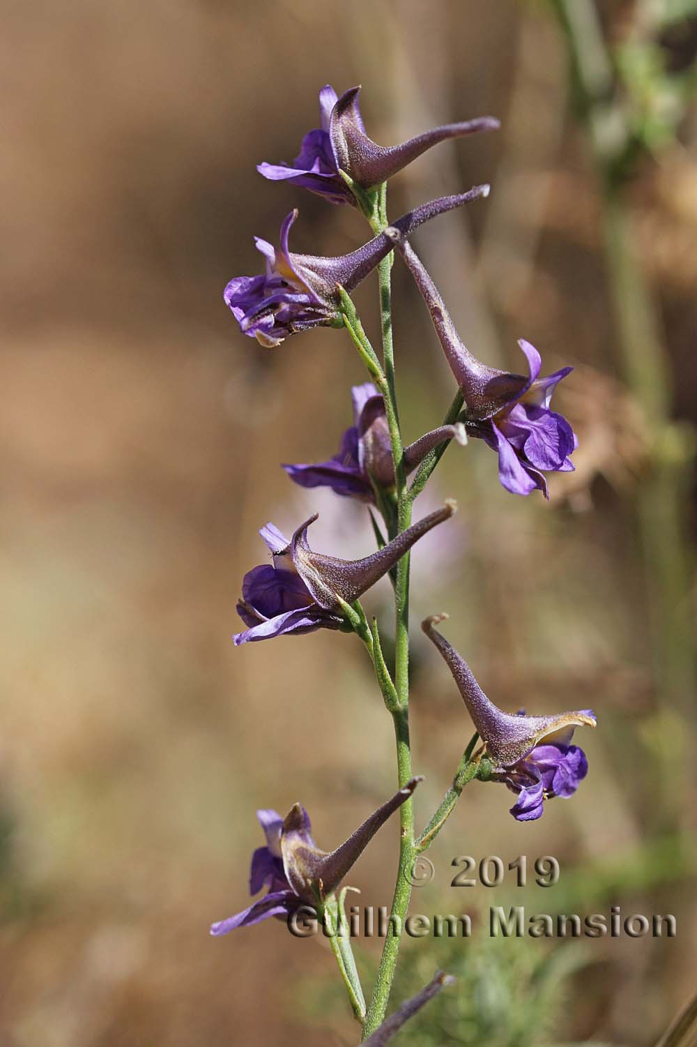 Delphinium peregrinum