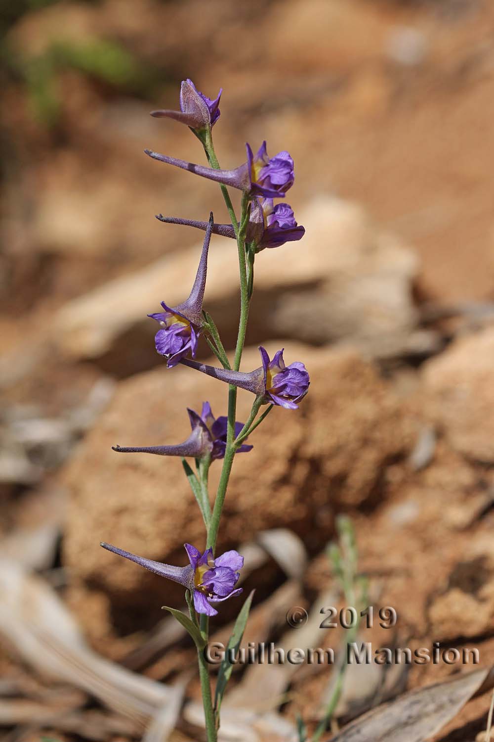 Delphinium peregrinum