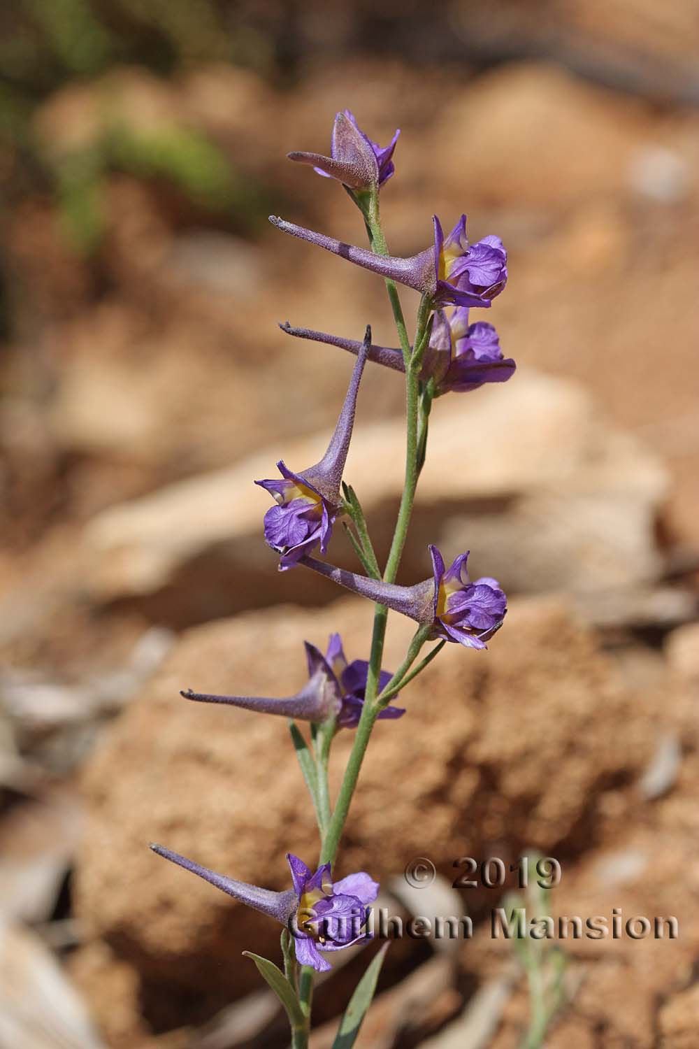 Delphinium peregrinum